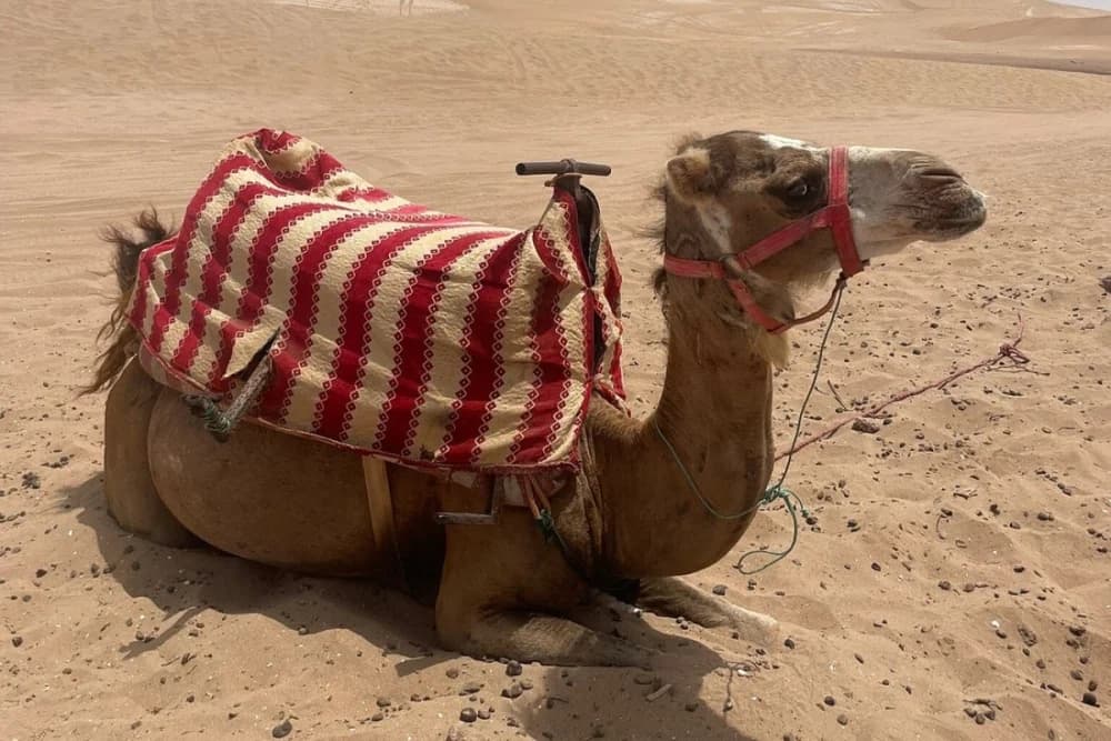 Agadir Camel Ride – 2 Hours at Oued Souss Takkat - 2