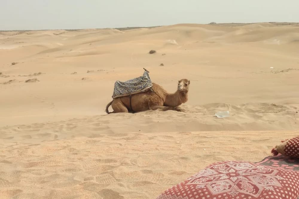 Agadir Camel Ride – 2 Hours at Oued Souss Takkat - 4