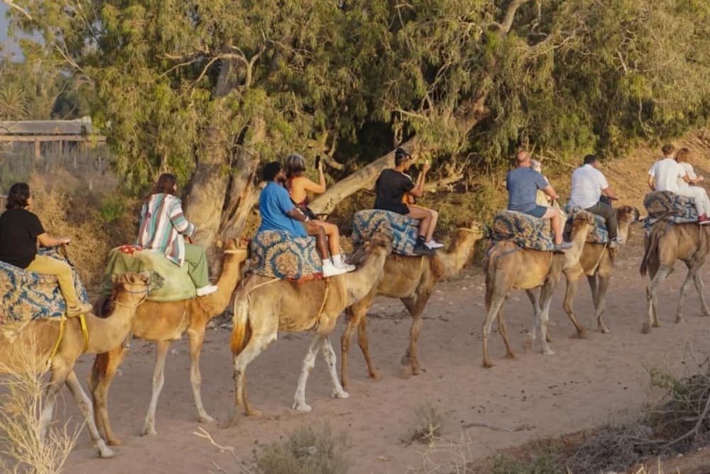 Tarrast Kamel-Erlebnis – 2 Stunden + BBQ + Tee & Musik + Shuttle - 1