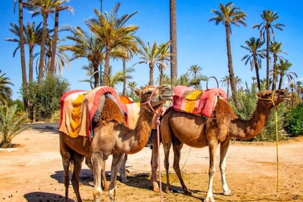 Marrakech Palmeraie Camel Ride – 1 Hour - 1